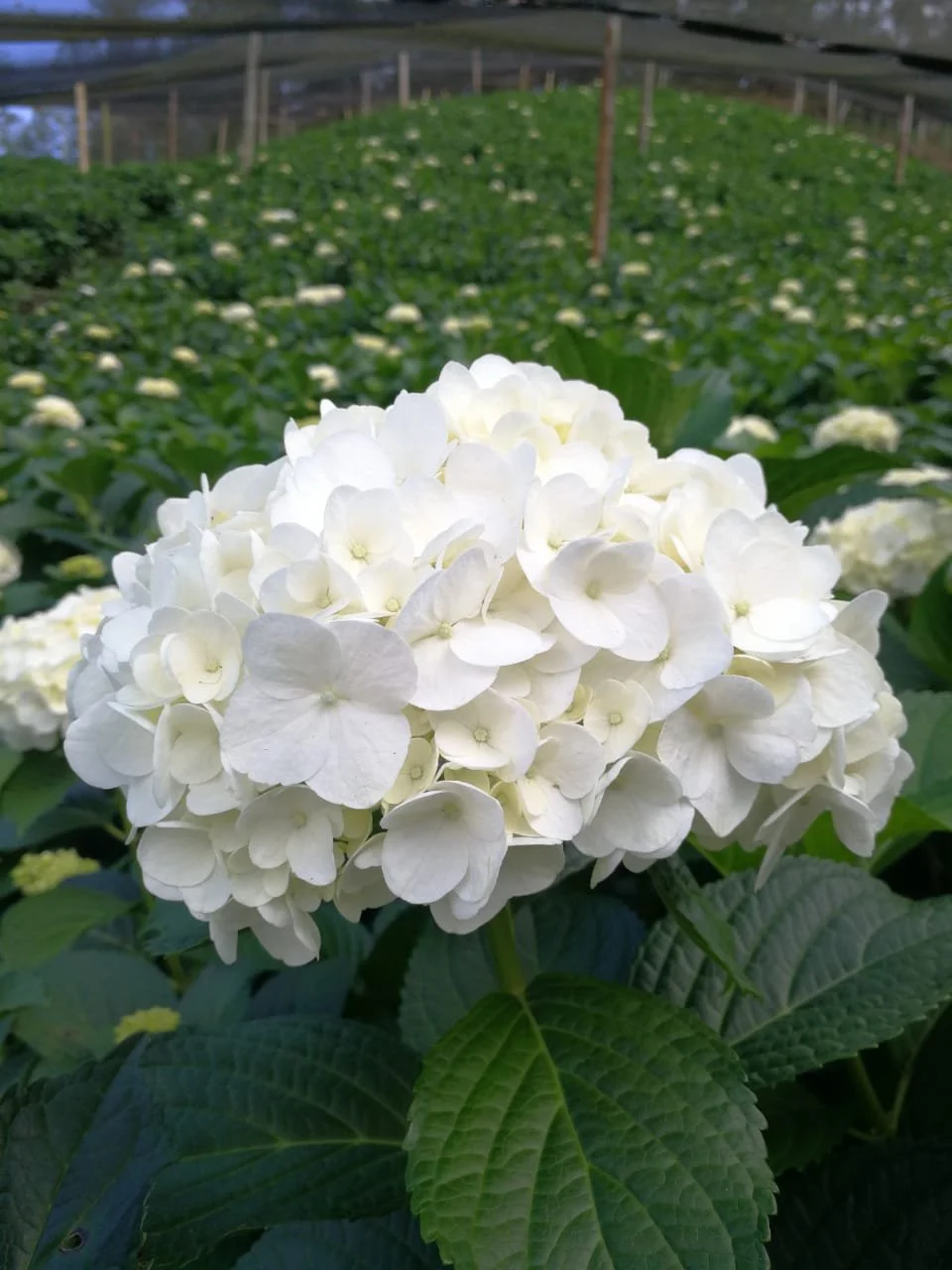 Hydrangea — Fair Trade Floral Hydrangea — Fair Trade Floral